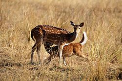 Chital Mother.jpg