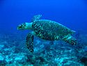 Hawksbill Turtle.jpg