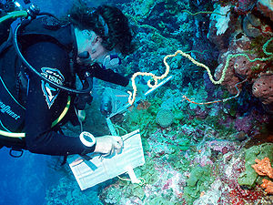 Sampling work in the Chagos.JPG