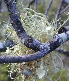 Usnea australis.jpg