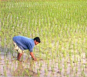 A farmer working in a rice paddy.