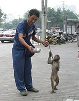 Shanghai-monkey.jpg