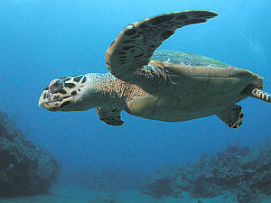 Photo of turtle swimming with extended flippers