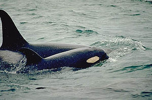 Two killer whales, one large and one small, swim close together. Their dorsal fins curve backward.