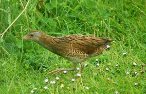 Dumpy brown bird with gray face and red legs facing left whilst walking amidst short flowering grasses toward a thicker patch of rough grasses