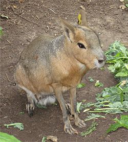 Mara in captivity.jpg