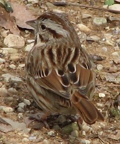 Song Sparrow 0030.jpg