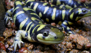 Salamandra Tigre.png