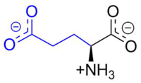 Glutamic acid at physiological pH