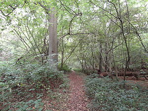 Old Park Wood path.jpg