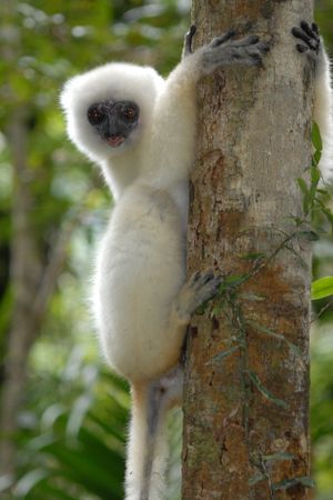 Propithecus candidus 001.jpg