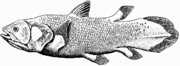 Coelacanth-bgiu.png