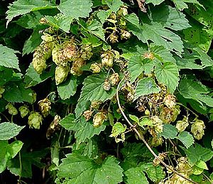 Humulus.jpg