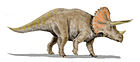 Triceratops horridus