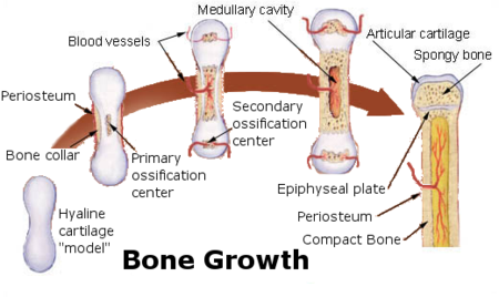 Bone growth.png