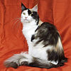 Maine Coon female.jpg