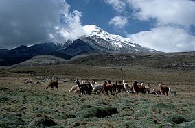 Alpacas in front of Chimborazo