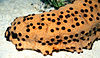 Sea cucumber