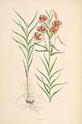 Lilium callosum.jpg