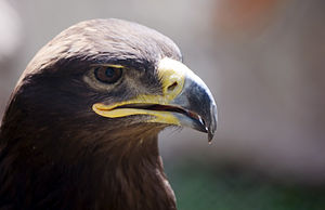 Golden Eagle.jpg