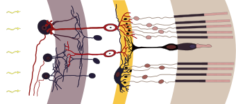 Retina-diagram.svg