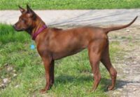 Thai-Ridgeback.jpg