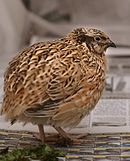 Japanese Quail.jpg