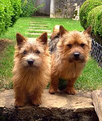 Norwichterrier.jpg