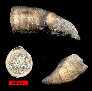 RugosaOrdovician.jpg