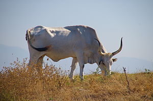 Maremmana cattle 2008.jpg