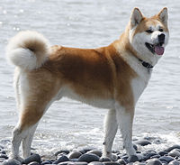 Japaneseakita.jpg