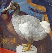 Dodo 1.JPG