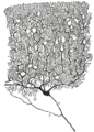 Purkinje cell by Cajal