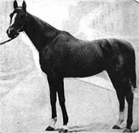 Halma (horse).jpg