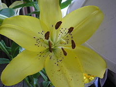 Lilium canadense.JPG