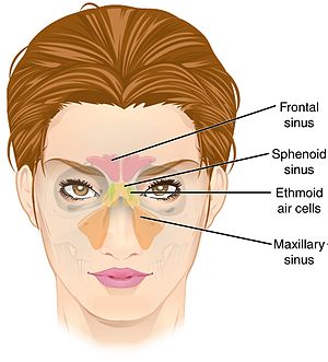 Paranasal Sinuses ant.jpg