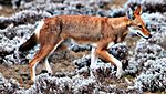 Ethiopian wolf.JPG