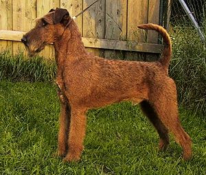 Irish-terrier.jpg