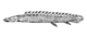 Nile bichir.png