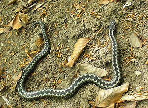 A slender adder lies in a half circle on the bare soil which has a few dried leaves. The black zig-zag pattern along the dorsal spine of the snake contrasts against the white borders forming a pattern resembling the teeth of an open zip.