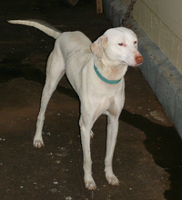 Rajapalayam Hound.PNG