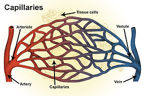 Capillaries.jpg