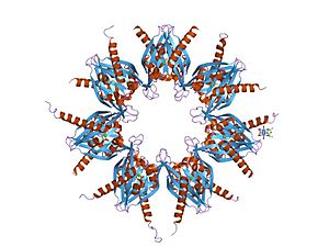 PDB 1hkx EBI.jpg