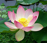 Sacred lotus Nelumbo nucifera.jpg