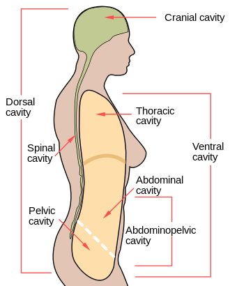 Scheme body cavities-en.svg