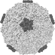 Rhinovirus.PNG