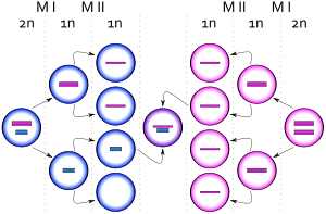 XYY syndrome.svg