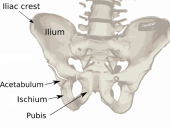 Pelvis diagram.png