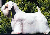 SealyhamTerrier2.jpg