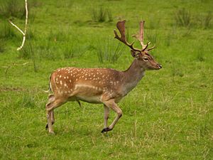 Fallow deer in field.jpg